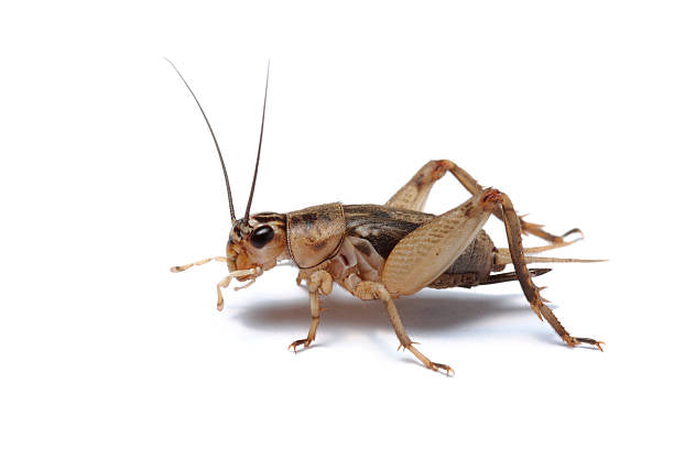 1/2” Banded Crickets