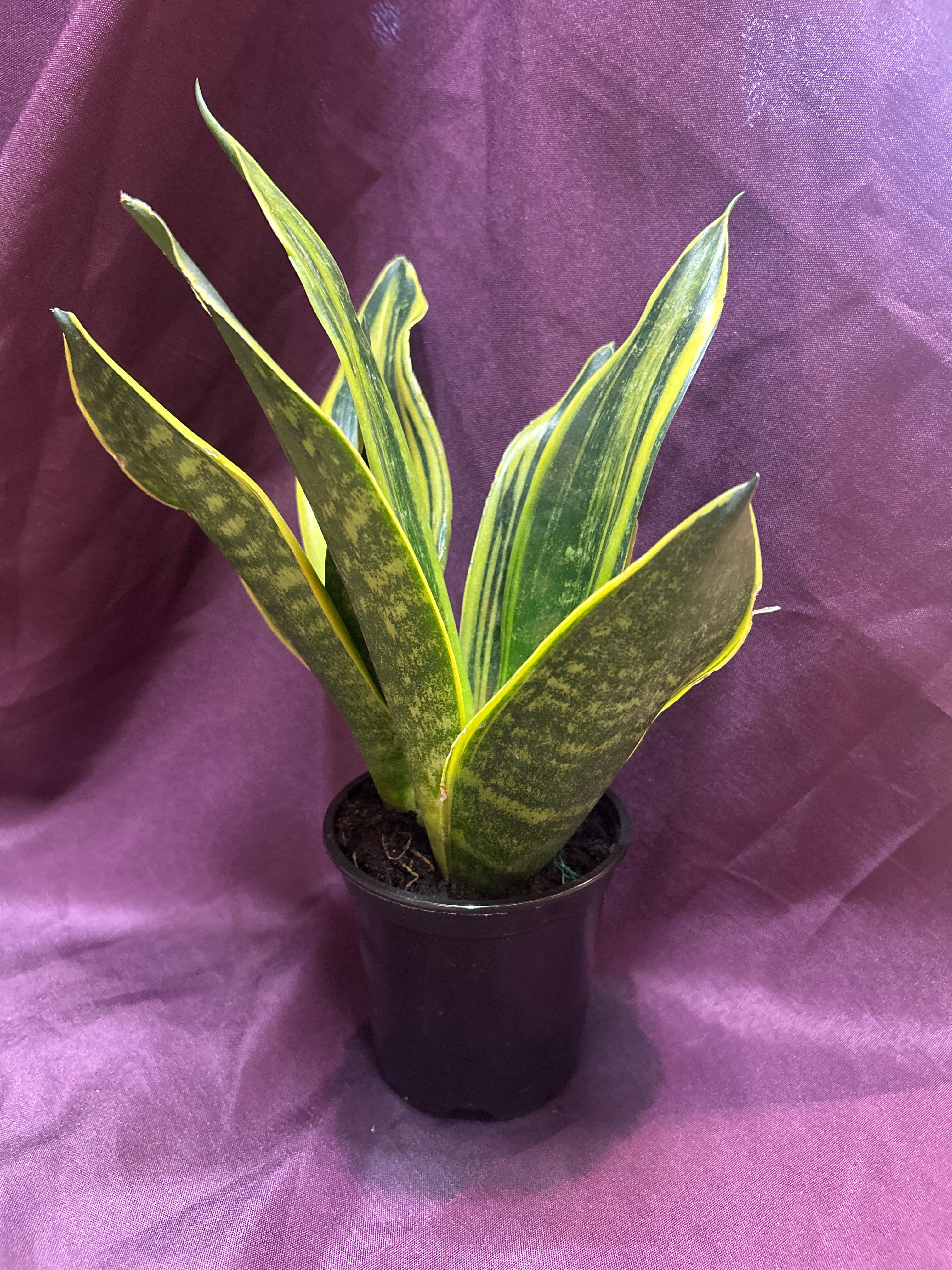 Snake Plant