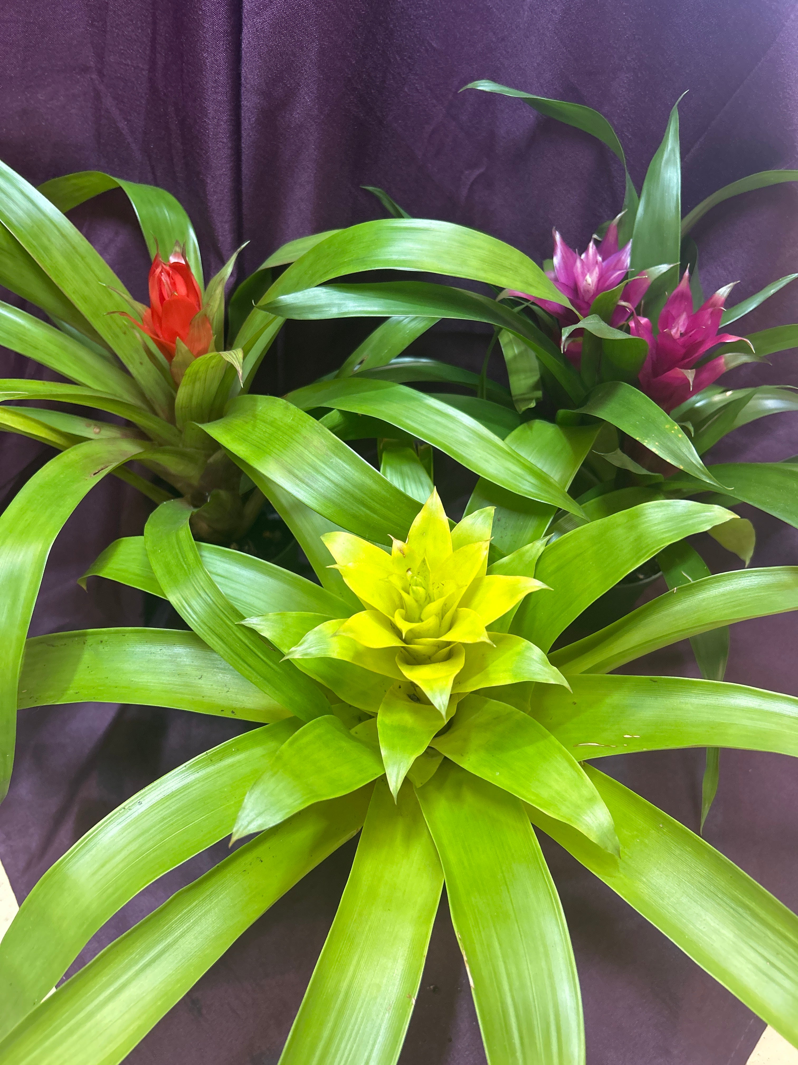 Bromeliad