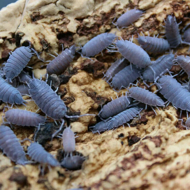 Powder Blue Isopod (Porcellionides Pruinosus)