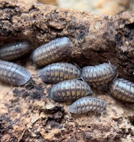 Nosy Isopod (Armadillidium nasatum)