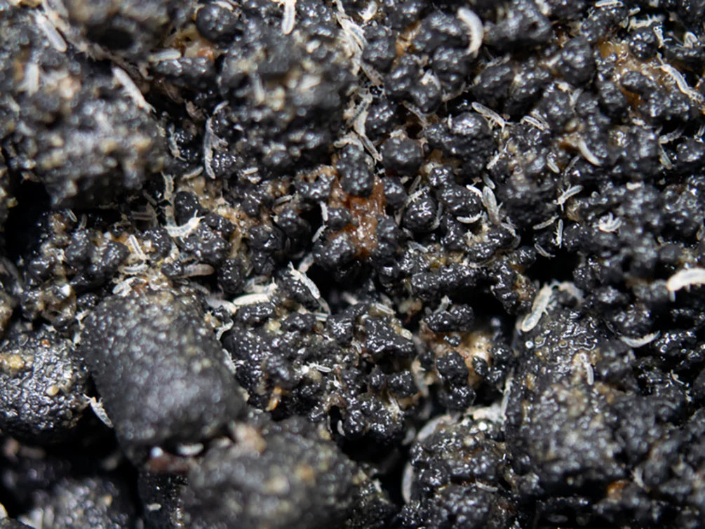 Tropical White Springtails