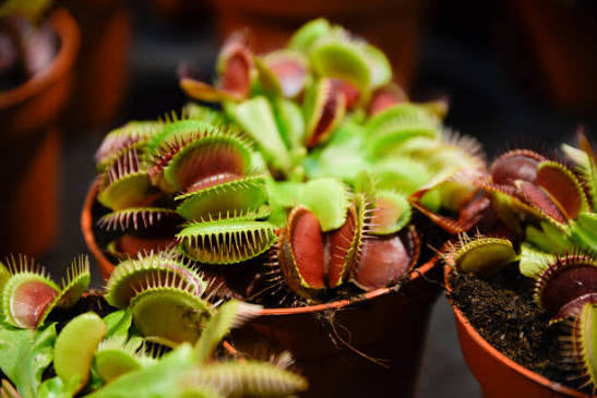 Venus Fly Trap
