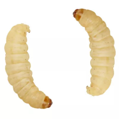 Wax Worms